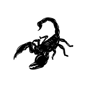 vector illustration of a black scorpion