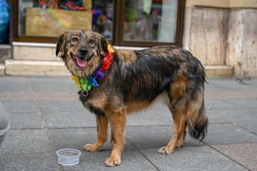 A dog with a collar in LGBTIQ colors.