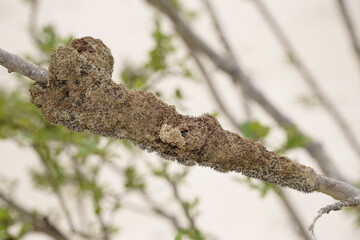 Freshwater sponge attached to vegetation, phylum porifera. Amazon Metania reticulata, sources of bioactive compounds with antibiotic substances. They contain bacterial strains antimicrobial effects.