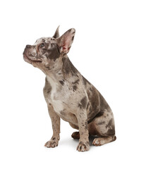 Cute French Bulldog sitting on white background
