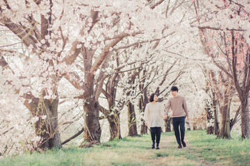 桜の中を歩く夫婦