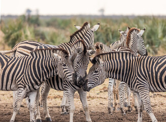 Fototapeta na wymiar Three zebras interacting at a waterhole