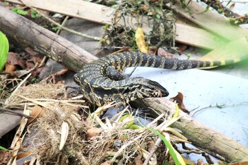 Fototapeta premium lagarto teiú - tupinambis teguixin 