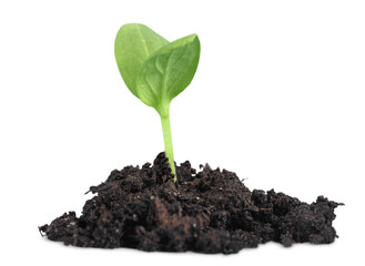New Life concept. Little green plant in dirt
