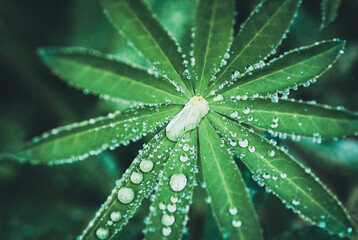 Fototapeta na wymiar Water drops on lupine leaves after rain, dark moody nature background