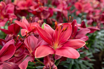 Fototapeta premium Red tulip flowers under natural light in a garden. Red spring blooming perennial herbaceous flowers with bright red color for house decoration.