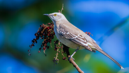 a mockingbird perched on a branch near berries, and food. Florida State Bird