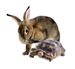 rabbit  and  turtle isolated on a white background