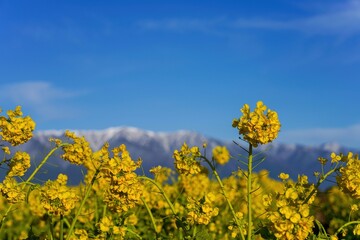 雪の比良山バックに咲く満開の菜の花＠滋賀