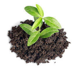 New life concept, little green plant in a dirt