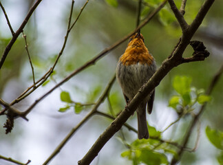 robin on branch