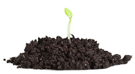 New life concept, little green plant in a dirt