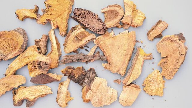 top pan herb HuZhang or Polygoni Cuspidati Rhizoma et Radix or Giant Knotweed Root