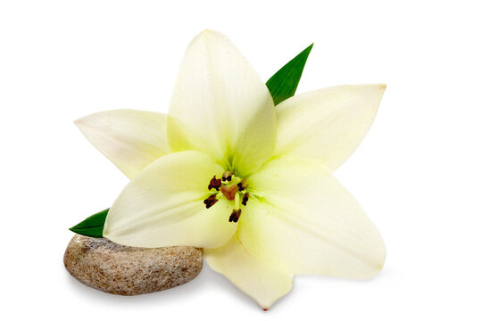 Easter white Lily on Grunge
