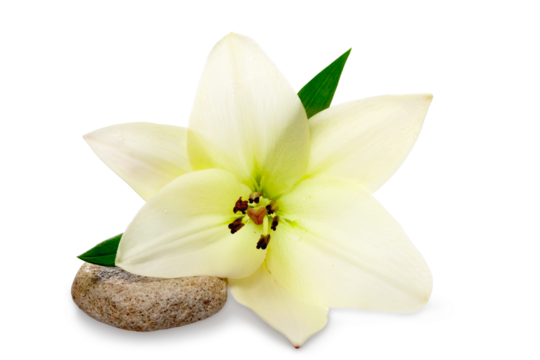 Easter white Lily on Grunge
