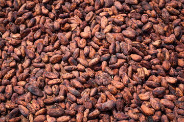 Cocoa beans and cocoa fruits.