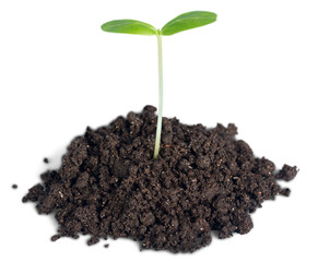 New life concept, little green plant in a dirt