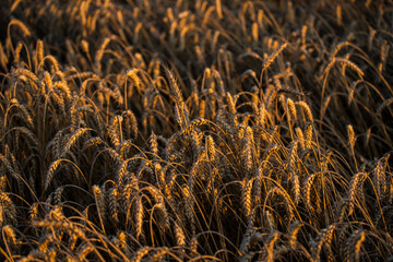 Wheat field in the summer sun, wheat, field of wheat, field of wheat during harvest, field of grain in summer  © Follow the Sun