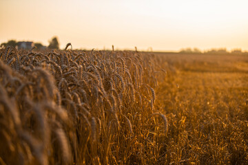 Wheat field in the summer sun, wheat, field of wheat, field of wheat during harvest, field of grain in summer  © Follow the Sun