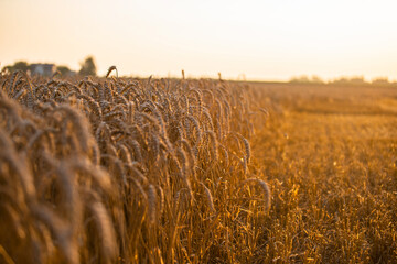 Wheat field in the summer sun, wheat, field of wheat, field of wheat during harvest, field of grain in summer  © Follow the Sun