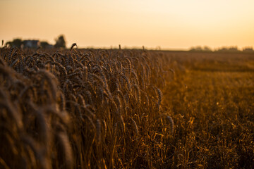 Wheat field in the summer sun, wheat, field of wheat, field of wheat during harvest, field of grain in summer  © Follow the Sun