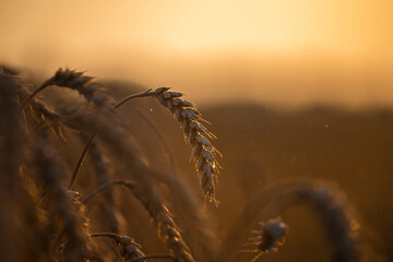 Naklejka na ściany i meble Wheat field in the summer sun, wheat, field of wheat, field of wheat during harvest, field of grain in summer 