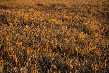 Wheat field in the summer sun, wheat, field of wheat, field of wheat during harvest, field of grain in summer  © Follow the Sun