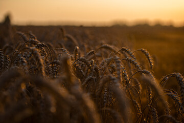 Wheat field in the summer sun, wheat, field of wheat, field of wheat during harvest, field of grain in summer  © Follow the Sun