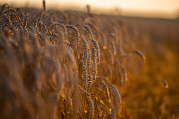 Wheat field in the summer sun, wheat, field of wheat, field of wheat during harvest, field of grain...