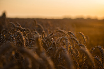 Wheat field in the summer sun, wheat, field of wheat, field of wheat during harvest, field of grain in summer  © Follow the Sun