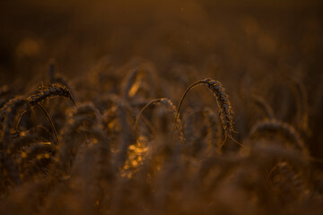 Wheat field in the summer sun, wheat, field of wheat, field of wheat during harvest, field of grain in summer  © Follow the Sun