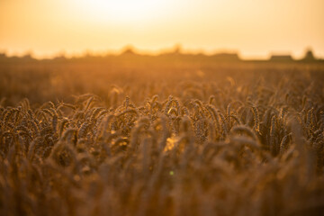 Wheat field in the summer sun, wheat, field of wheat, field of wheat during harvest, field of grain in summer  © Follow the Sun