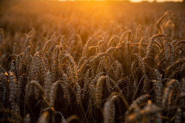 Wheat field in the summer sun, wheat, field of wheat, field of wheat during harvest, field of grain in summer  © Follow the Sun