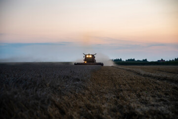 Fototapeta premium grain harvester working in the field, wheat harvest, harvester at harvest time, wheat harvester at sunset