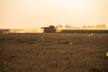 Naklejka premium grain harvester working in the field, wheat harvest, harvester at harvest time, wheat harvester at sunset