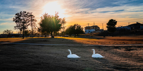 Two Swans nesting on the lawn at Lake Carlsbad Recreational Park at sunset, in Carlsbad, Eddy...