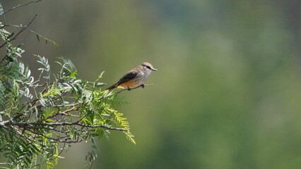 Female vermilion flycatcher (Pyrocephalus rubinus) in a tree, in Cotacachi, Ecuador