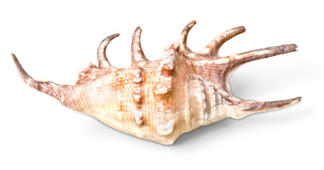 Sea shell isolated on white background
