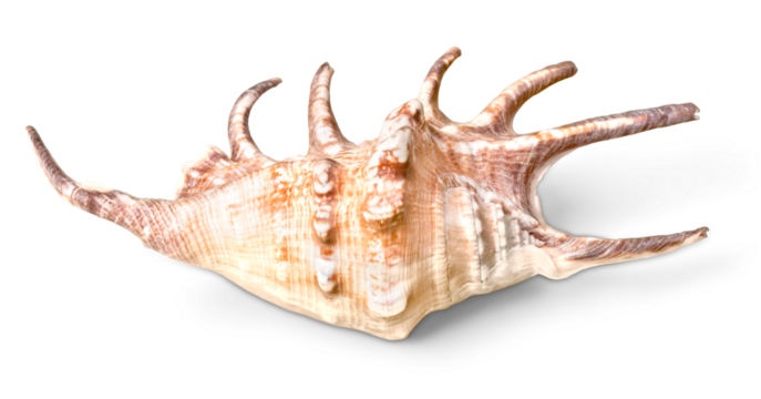 Sea shell isolated on white background
