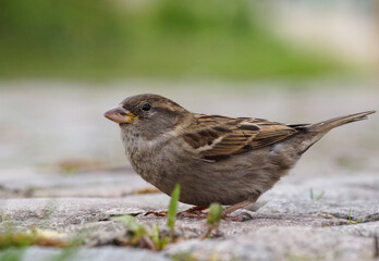 sparrow on the ground