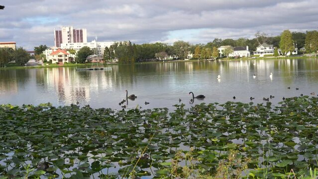 Royal Swan swim with duck in Lake Morton at city center of lakeland Florida	