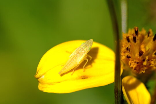 Whtie leafhopper on a yellow wildflower in a field in Cotacachi, Ecuador