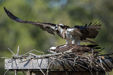Osprey After Landing on Nest
