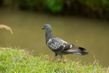 palomas