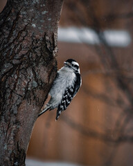 downy woodpecker on a tree