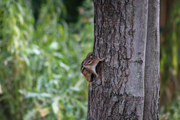 chipmunk on a tree