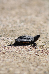 snapping turtle