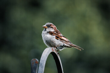 sparrow 