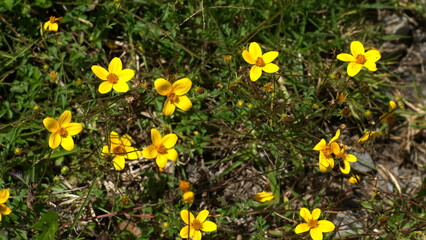 Yellow wildflowers in a field in Cotacachi, Ecuador