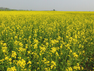 Obraz premium Cultivation of Indian winter mustard.